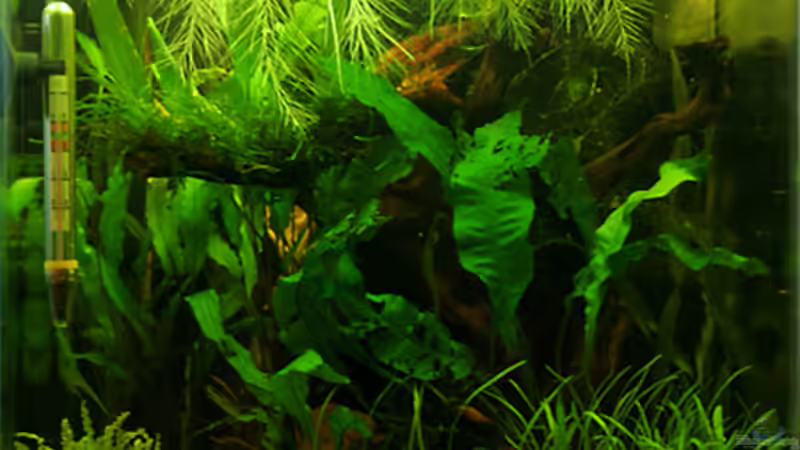 51 Tage von gezina (6)