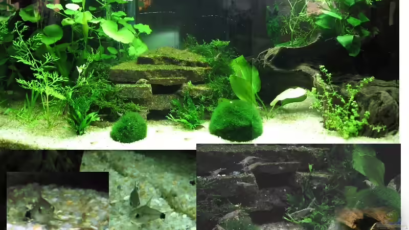 54-L-Becken mit Neocaridina sp. und Corydoras hastatus (jeweils mit Nachwuchs)  - von Monika Maier (5)