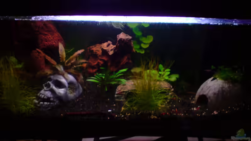 54 L Becken von Dasy (1)