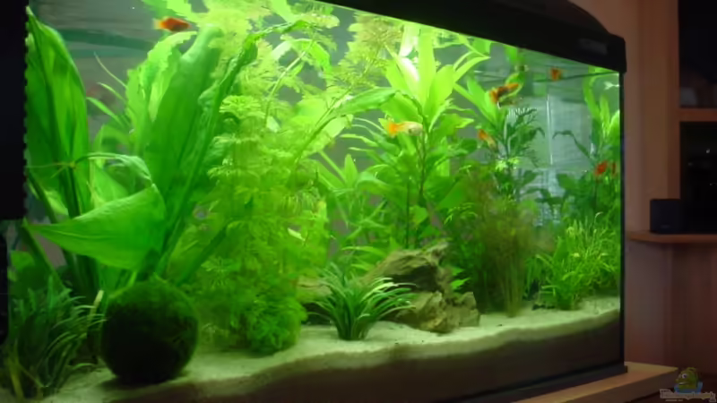 54 L Becken von Picknicker (1)