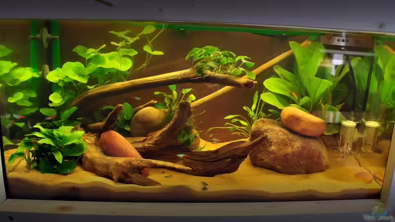 54-Liter: Darum kannst du in der Aquariumgröße kaum Fische halten