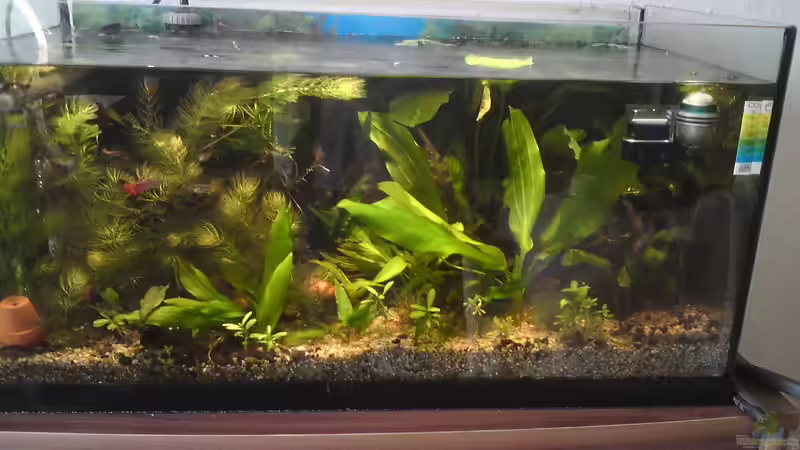 54-Liter: Darum kannst du in der Aquariumgröße kaum Fische halten