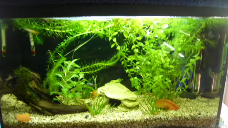 54 liter Gesellschaftsbecken von Alexandra Kindler (2)