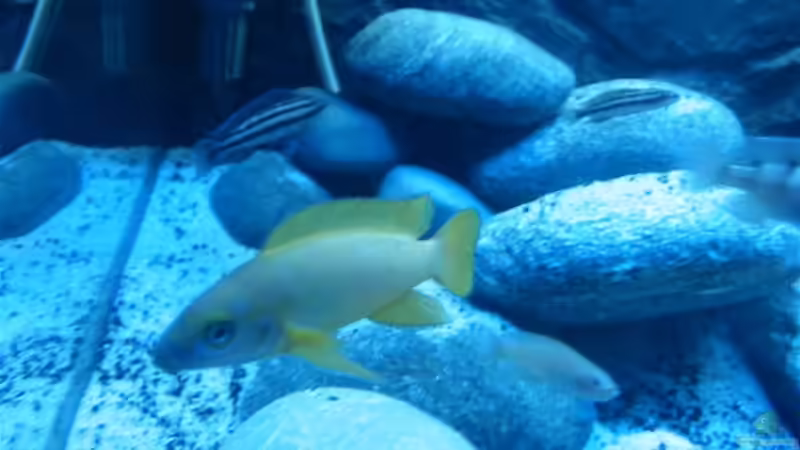 543534535 von carlito (7)