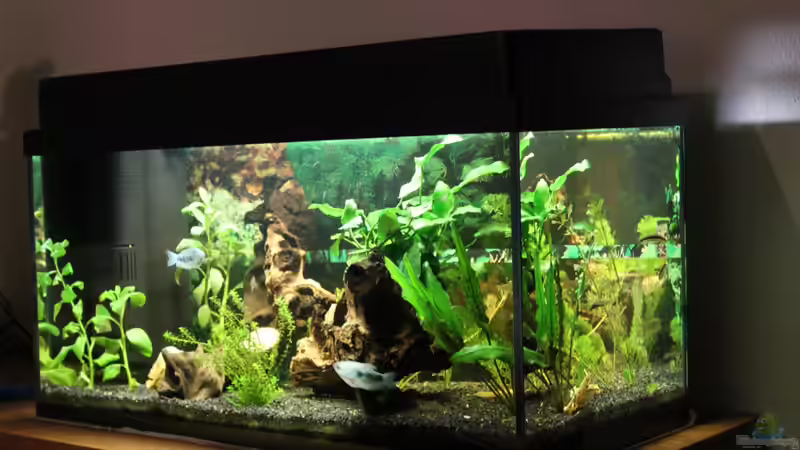 54l Aquarium ;-) von Marc Leu (1)