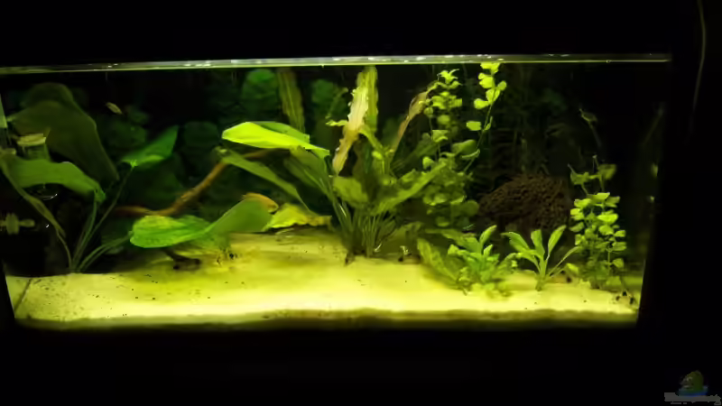 54l Gesellschaftsbecken von Marco Vasev (1)