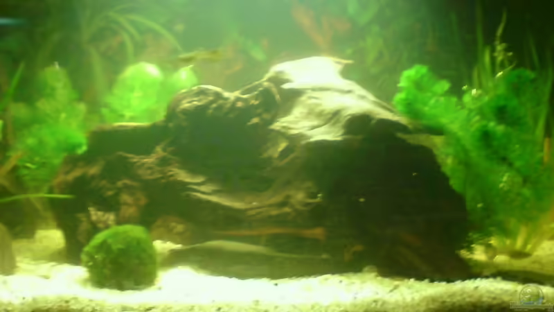 54l,Gesellschaftsbecken von Markus Lehner