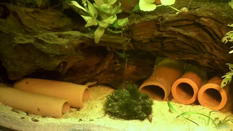 54l links von Jana Gelfort (2)