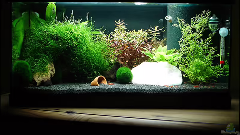 56 Liter Red-Fire Garnelenbecken von Oliver Steinmetz (1)