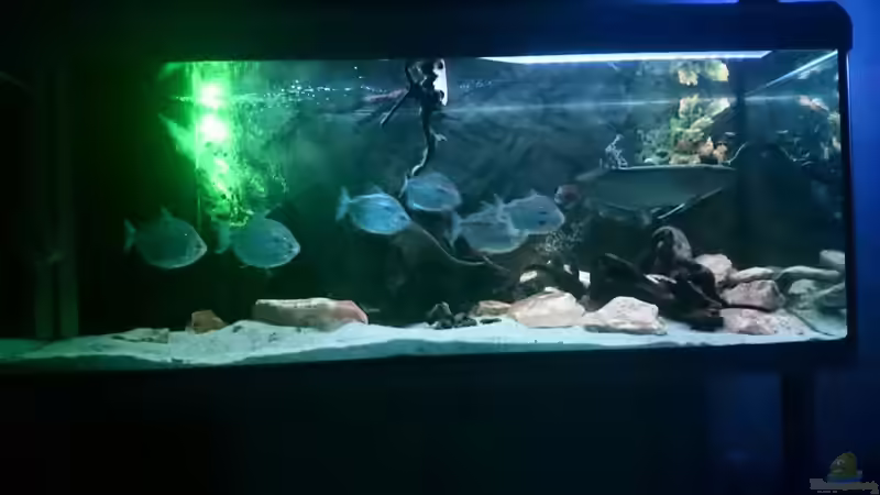 575 Liter Amazonas von Phillip Militzer (1)