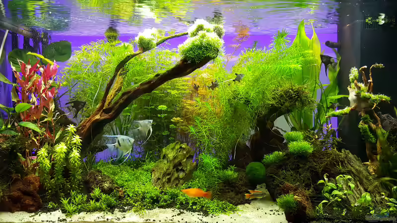 5te Woche und es wächst, wächst, wächst! von Sebastian Hartmann (65)