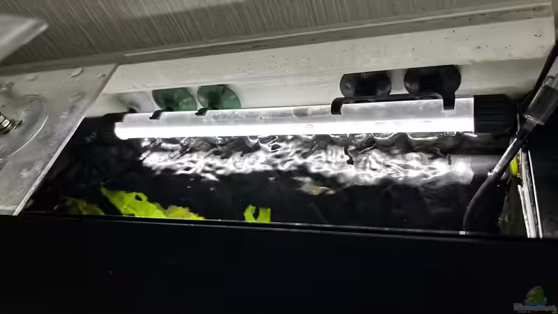 5W Juwel Novolux als indirekte Beleuchtung über die Mittagspause von Thilo (29)