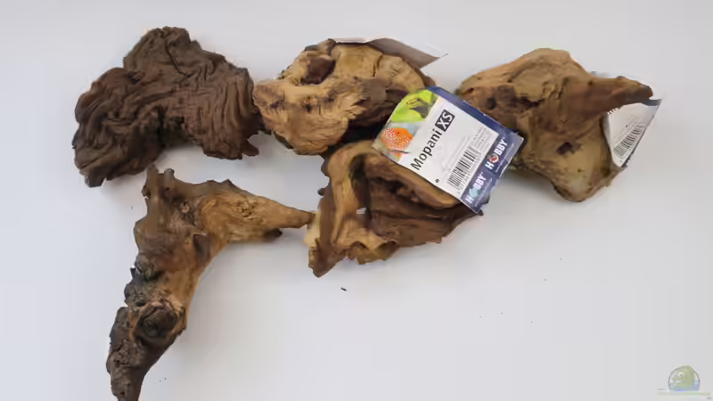 5x kleine Mopanie Wurzel xs von Aquarienlandschaften (25)