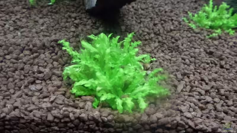 5x Pogostemon helferi von Dennerle Gr.5 (913) (2012-12-18) von Mario Bösch (7)