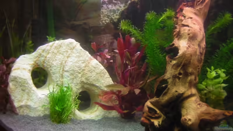 6. Dez. ´05 mit ersten Pfanzen (Tag 4) ... von André Förster (6)