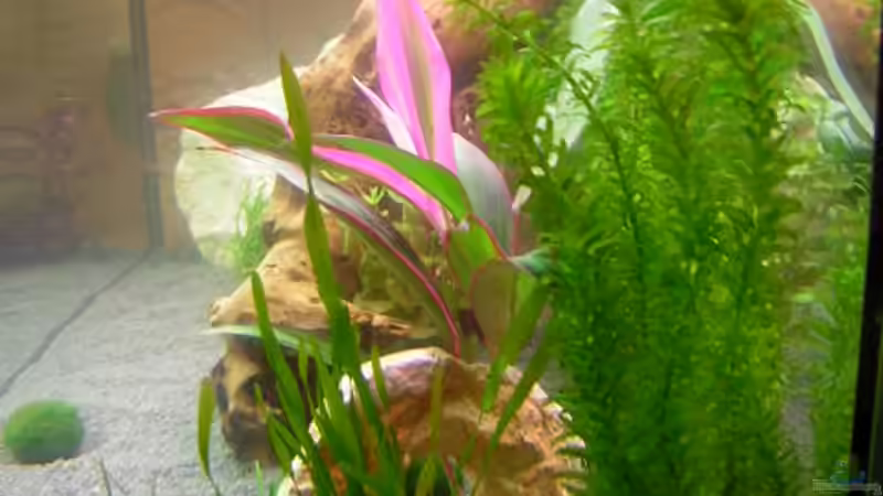 6. Dez. ´05 mit ersten Pflanzen (Tag 4) ... von André Förster (5)