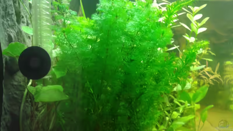 6. März 2014, linke Stirnseite von Deoroller (15)