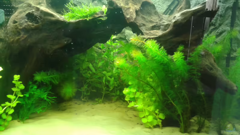 6. März 2014, rechts  von Deoroller (16)