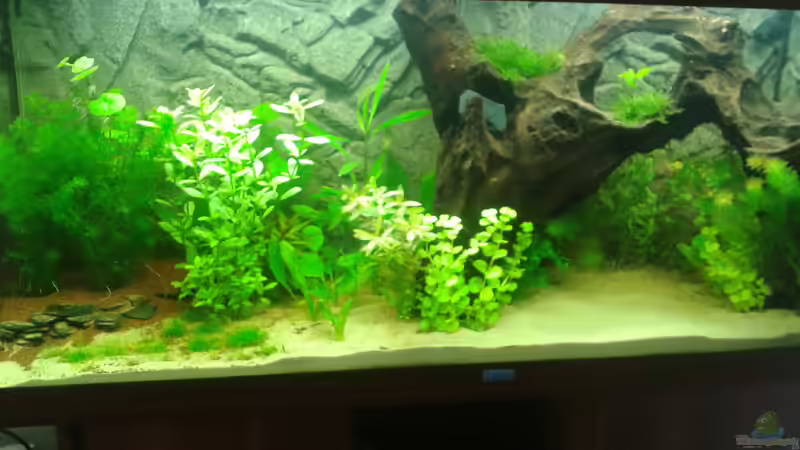 6. März 2014, vorne von Deoroller (13)