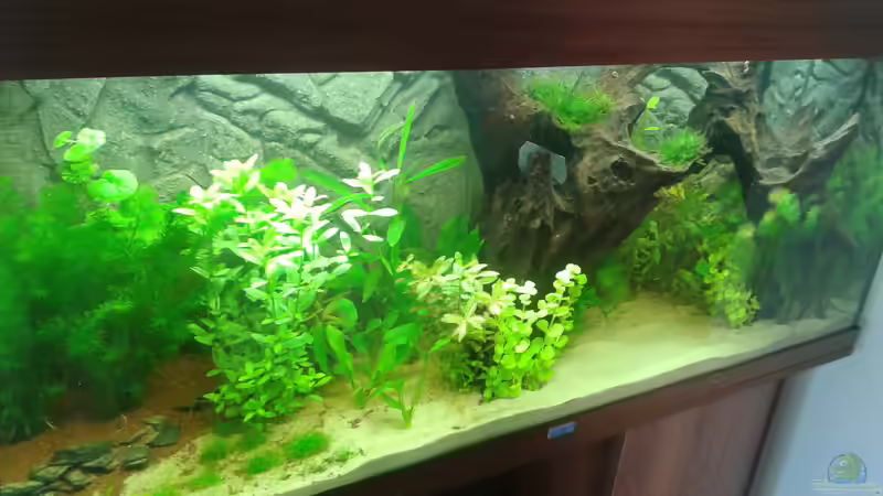 6. März 2014, vorne von Deoroller (14)