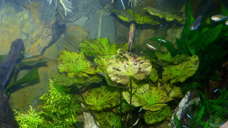 6.) Nymphaea lotus ´Zenkeri´ (Tigerlotus grün) von Ravenclaw57 (16)