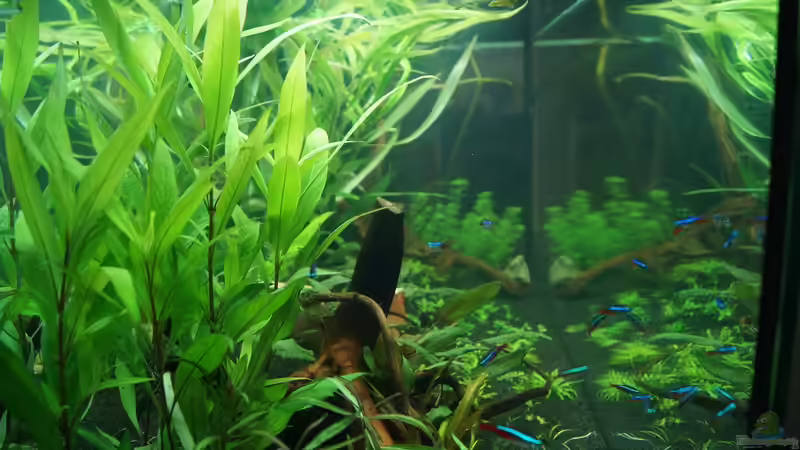 6. Tag endlich fertig bepflanzt  von Kevin K. (7)