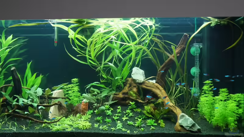 6. Tag endlich fertig bepflanzt von Kevin K. (3)