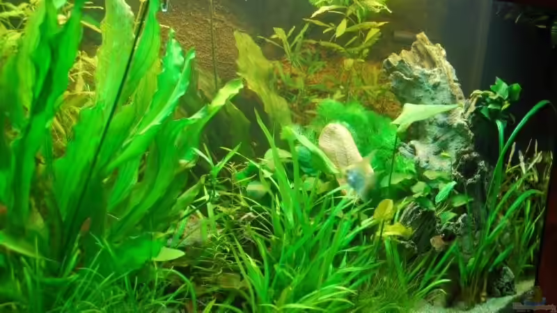 6. Woche von Denon (3)