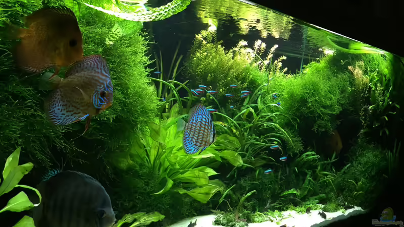 6.11.2015 von signo (31)