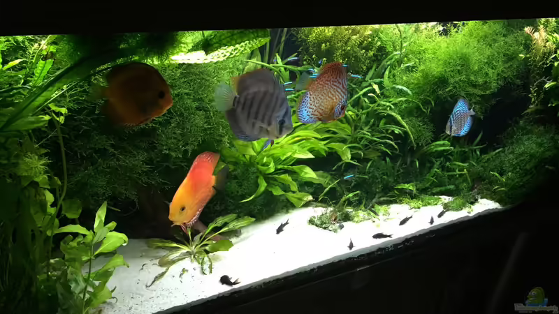 6.11.2015 von signo (33)