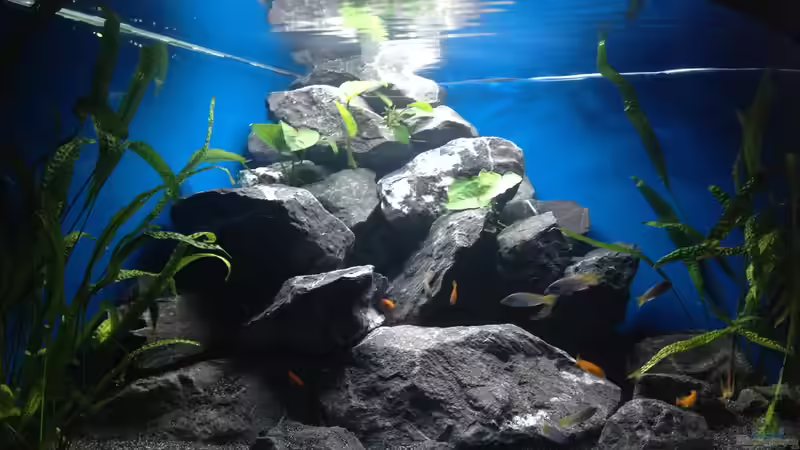 6.2.14 von Bodenseechris (4)