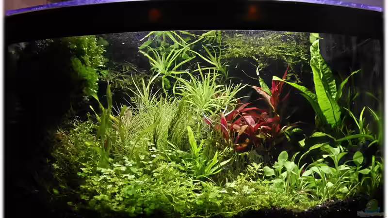 6.4.2012 von Ralf64 (4)