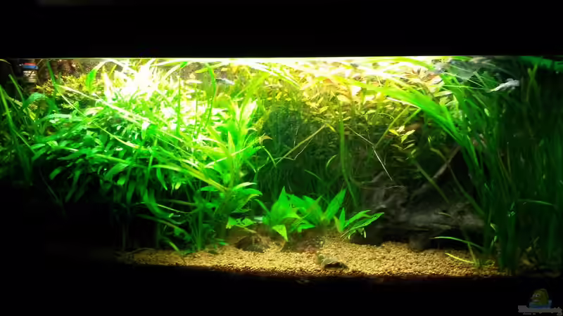 6.5.14 vor dem nächsten Rückschnitt von Ferbi (19)