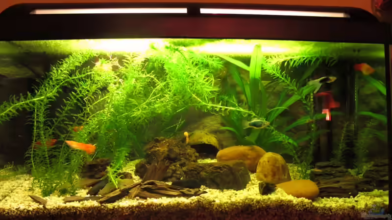 6.8.12 von Locke1992 (1)