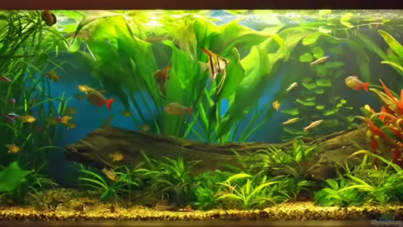 6.9.09 von smily (12)