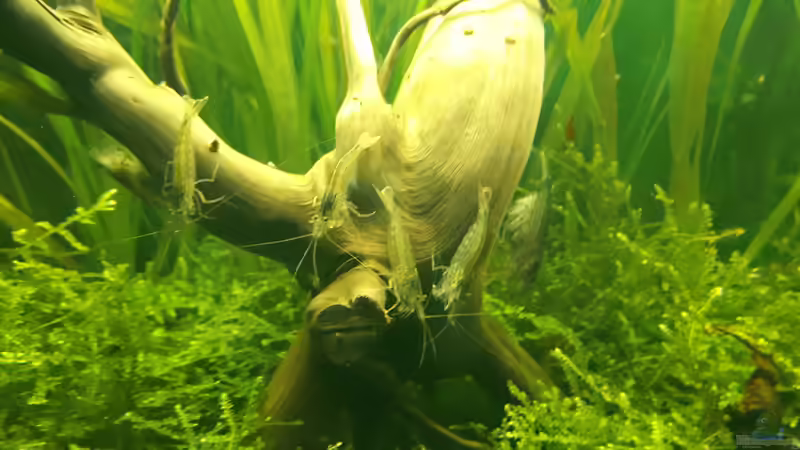 6 Amanos zum Fototermin erschienen ;-) von Kaddi (20)