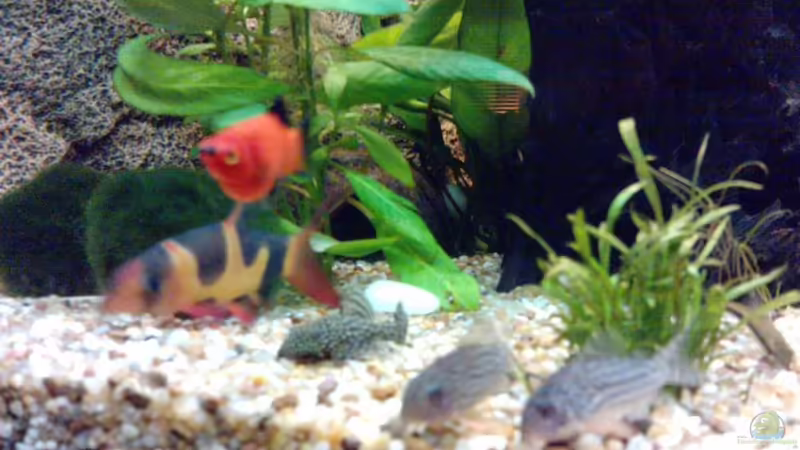 6 auf einen Streich von manala (33)