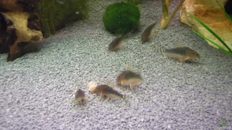 6 Corydoras gossei - Panzerwelse von André Förster (9)