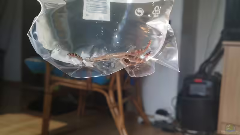 6 Dornaugen sind heute neu eingezogen von Sven2501 (29)