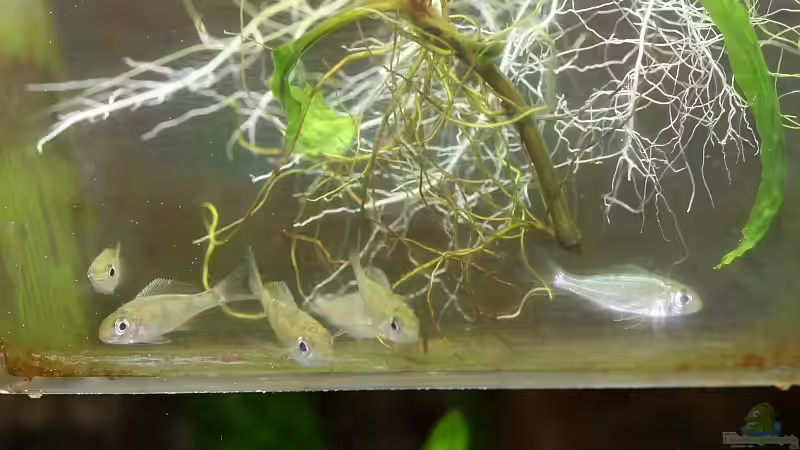 6 Jungtiere nach einigen Wochen Aufzucht im Ablaichkasten (23.11.2008) von Georg Botz (40)