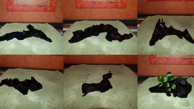 6 Mangrovenholzwurzeln von Dieter (26)