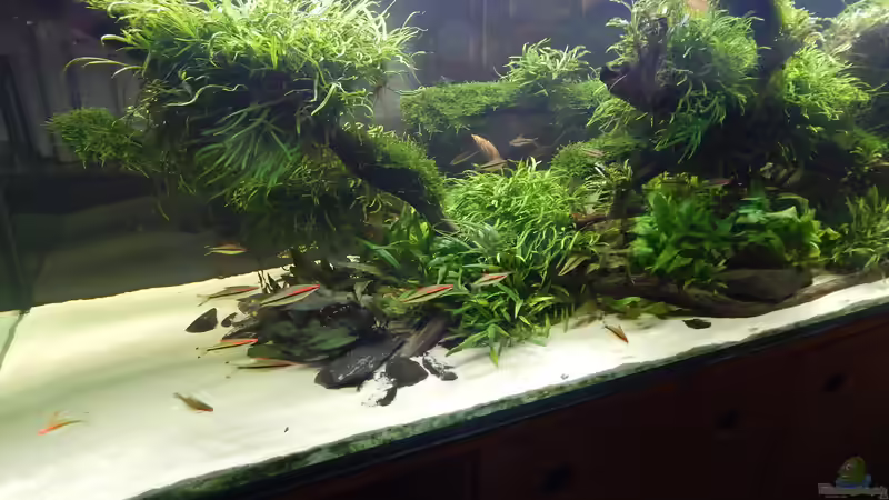 6 Monate alt von Merotheq (23)