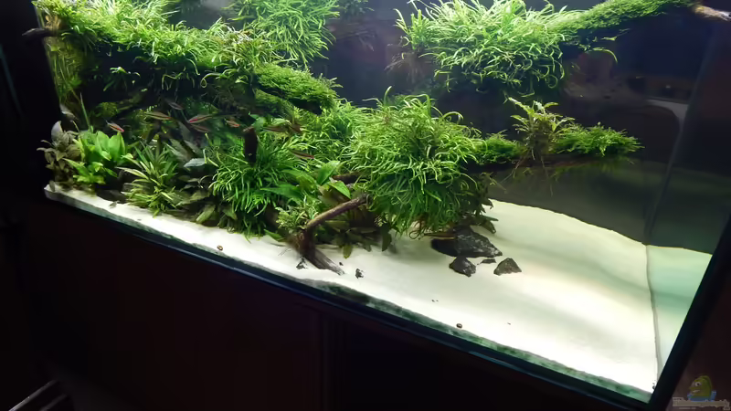 6 Monate alt von Merotheq (25)