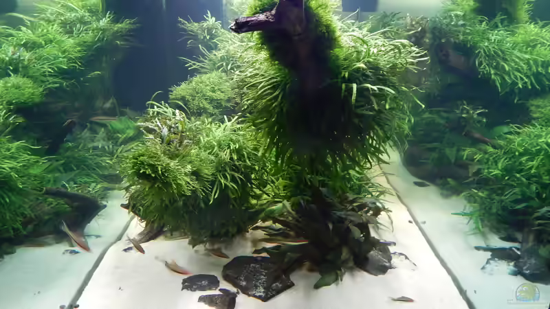 6 Monate alt von Merotheq (26)