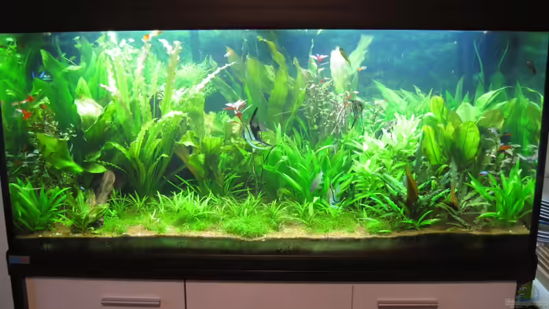 6 Monate nach der Einrichtung - Blaualgen wurden erfolgreich durch ESa Protolon bekämpft von Jan16 (15)