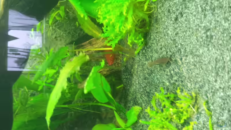 6 Panzerwelse ziehen ein 17.01.2015 von Nixe1991 (4)