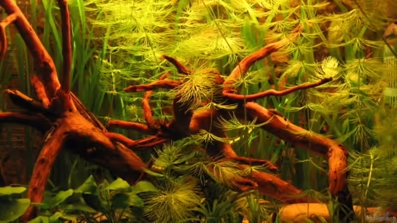 6 Tage nach letzten Update von Gerd Zimmermann (6)