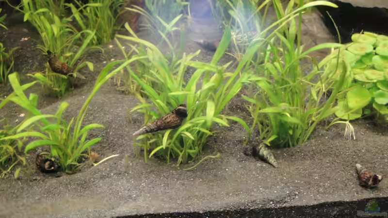 6 Turmdeckelschnecken ( Melanoides tuberculata ) eingezogen von Fischkopp83 (9)