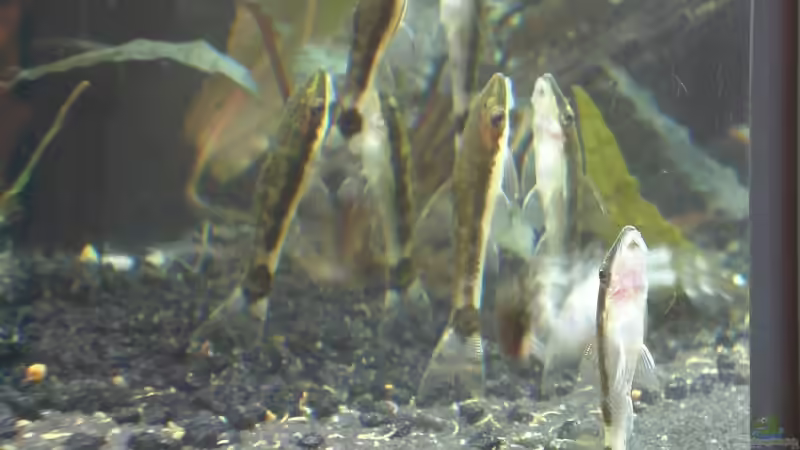 6 von 10 Otos auf einem Fleck. Alle 10 schwimmen nur gelegentlich zusammen. von Muschelknacker (11)