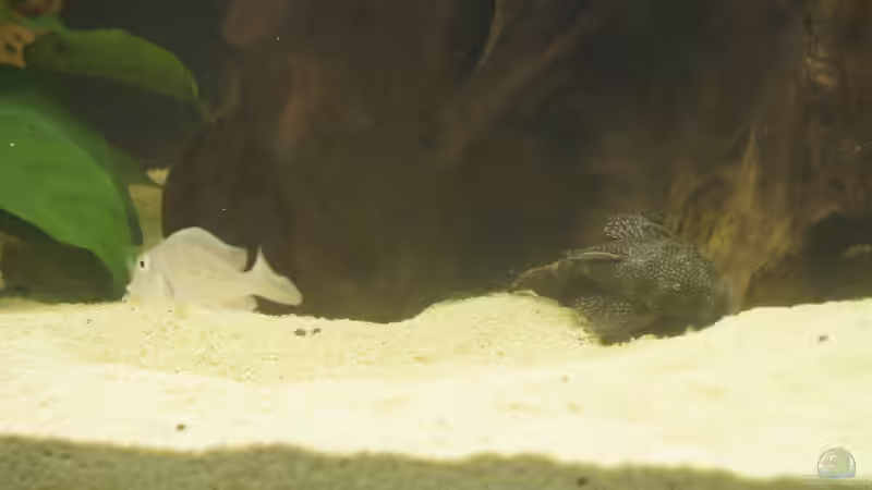 6 von Birkenzeisig (11)